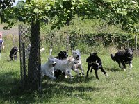 Puppys van Bliss040622-0180